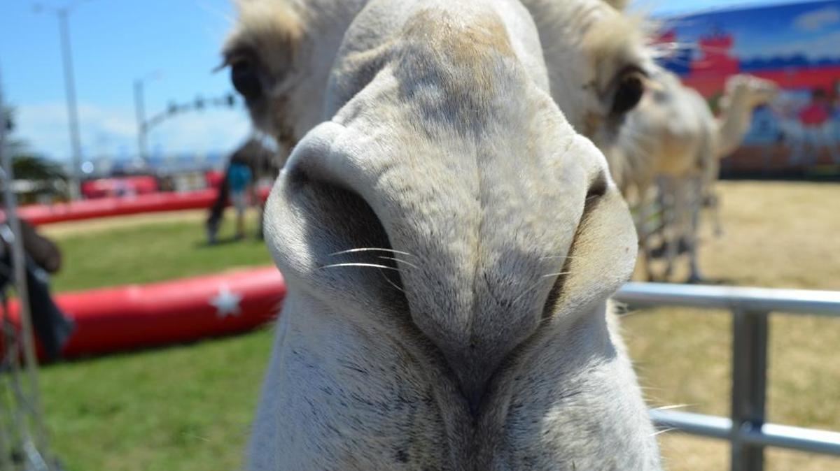 Sapphire gets curiously close to the camera.
