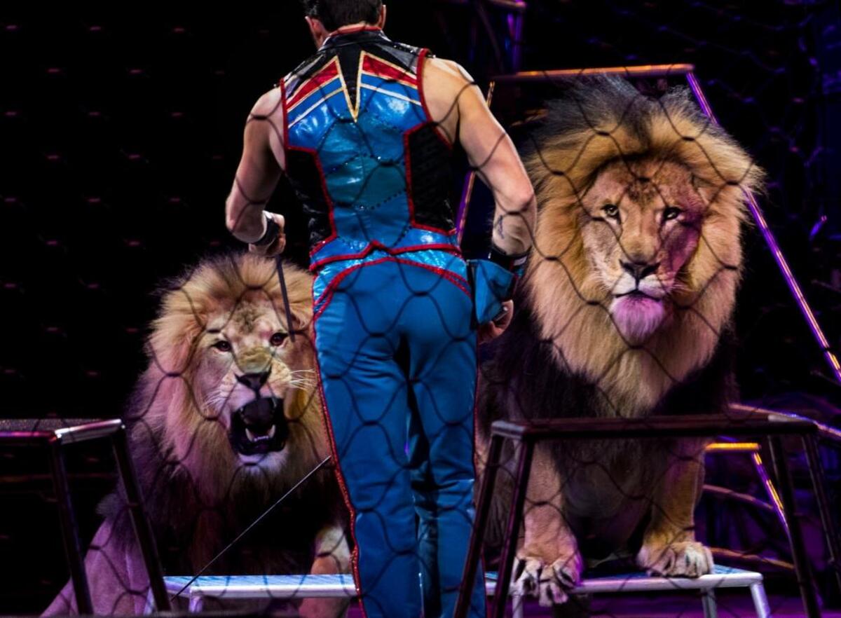 Alexander Lacey, animal trainer for the Ringling Bros. and Barnum & Bailey circus, in Washington, March 31, 2017. Lacey made his career choice when he was 12, but the 146-year-old circus will close May 21 after having failed to sufficiently dazzle the children of the smartphone age and to overcome the animal rights movement's fierce opposition to having animals perform.