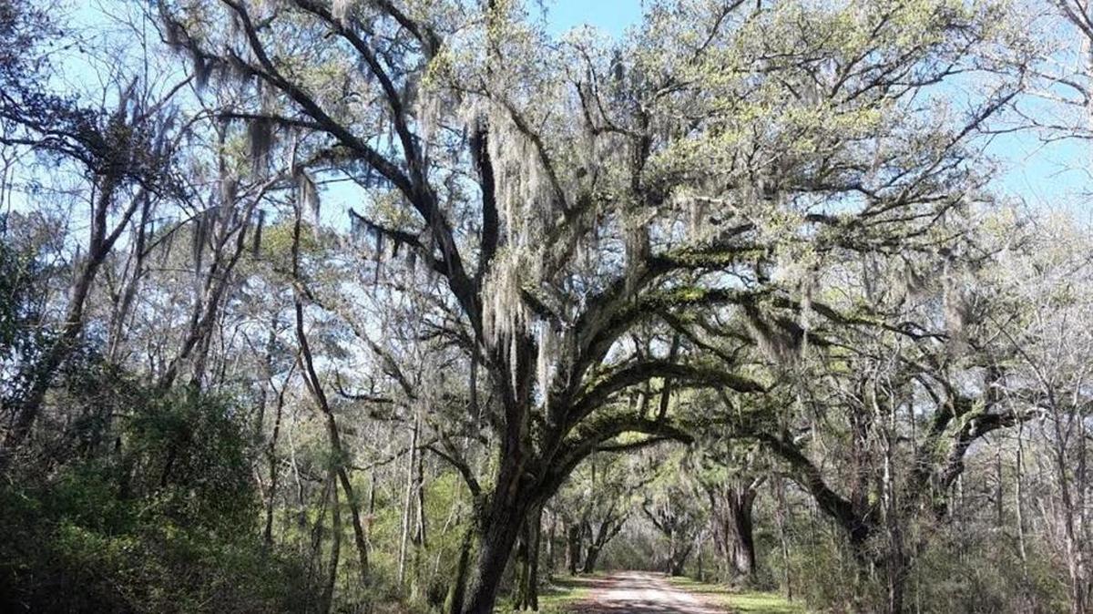 No painting can do justice to the majestic oaks at Logtown.