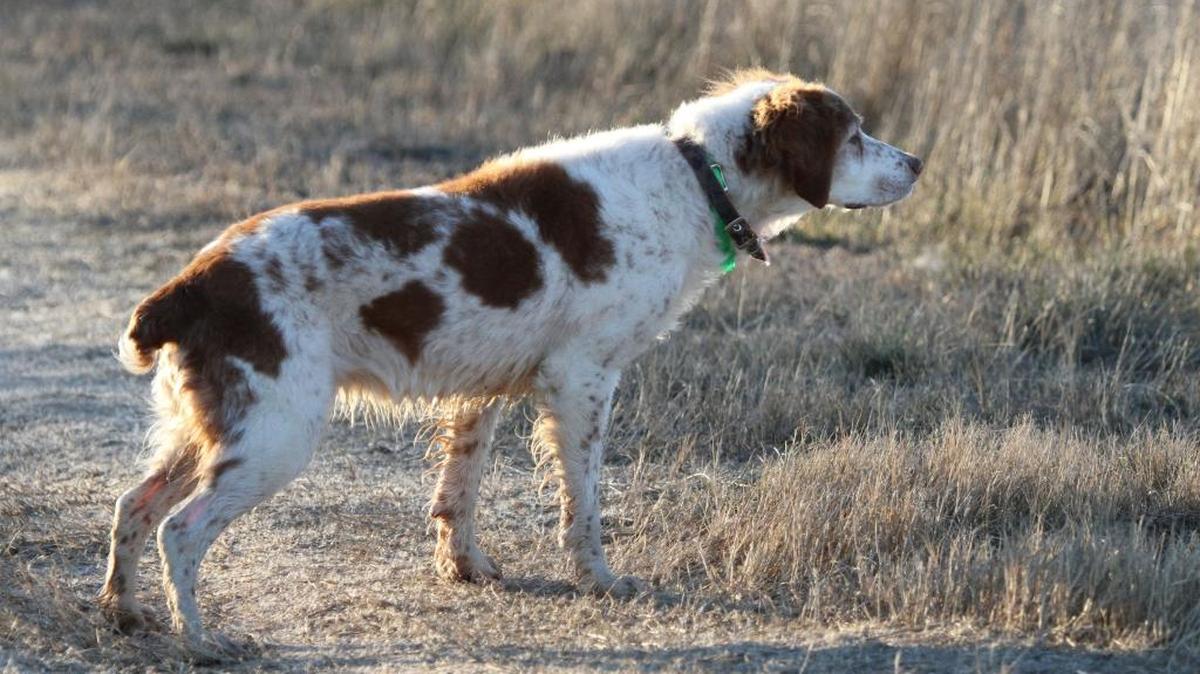 A pair of conservative legal organizations want the U.S. Court of Appeals to breathe life into a Kansas Brittany dog trainer’s challenge to state law guiding kennel inspections and fines for not opening kennels for those inspections. In May, a U.S. District Court judge in Kansas threw out the case.