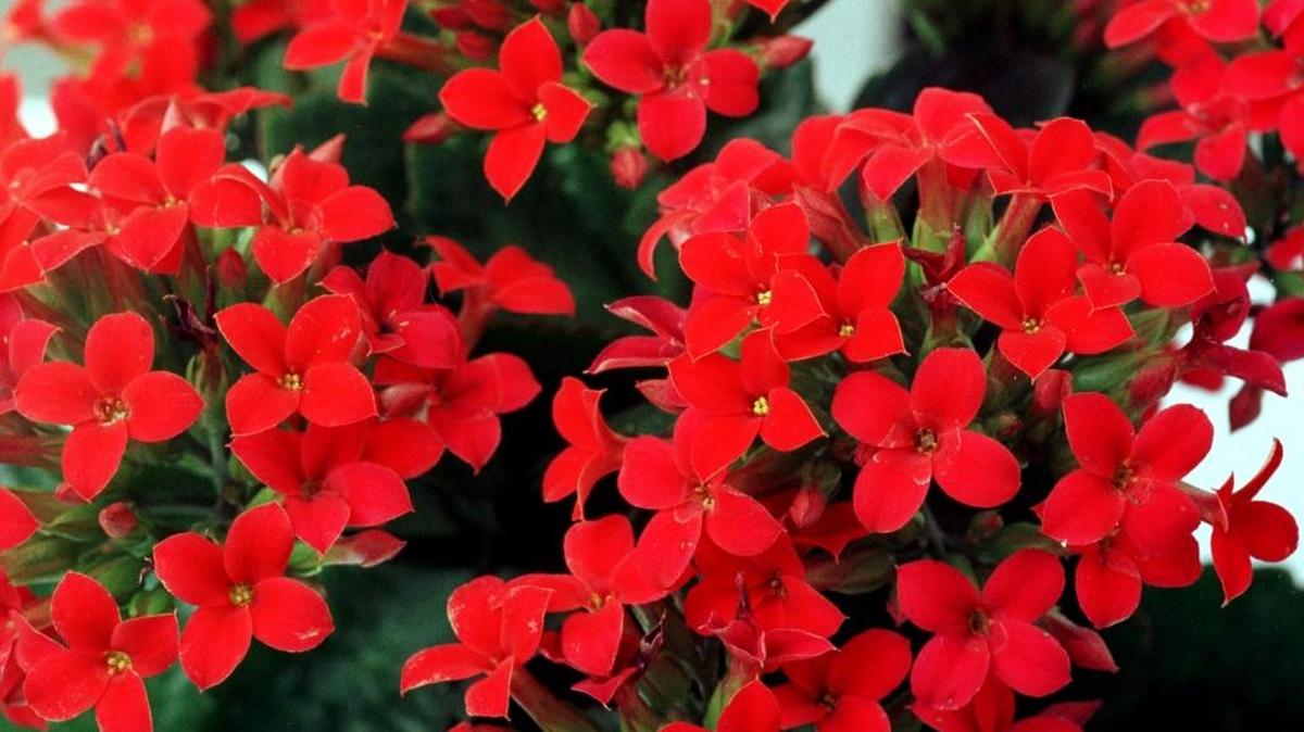 If keeping holiday plants happy is a mystery, consider attending the Holiday Plants discussion at Pass Christian Public Library on Nov. 29. This is a kalanchoe.