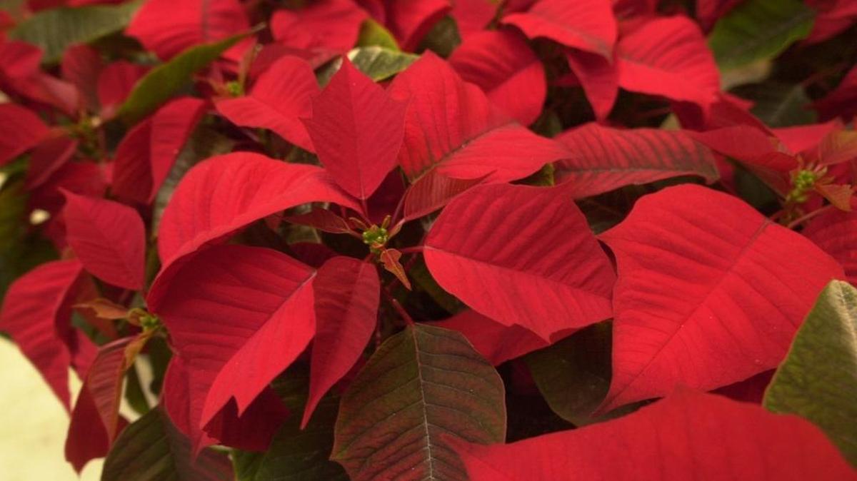 Christian Stephenson, Hancock County Extension agent, will present a program on holiday plants, including poinsettias, at the Pass Christian Public Library on Nov. 15.