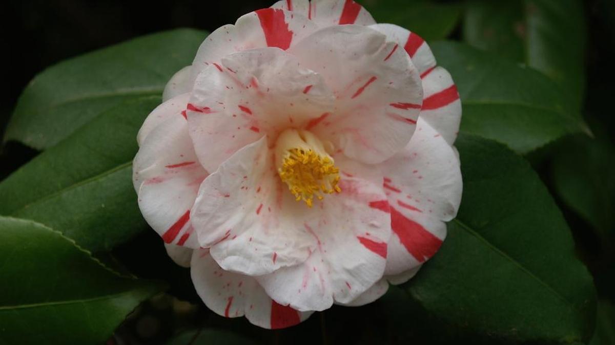 A Tricolor camellia. The Mississippi Gulf Coast Camellia Society Show will be held Nov. 18 at the Orange Grove Lyman Community Center, in Gulfport. The free show will feature hundreds of camellia blooms on display.