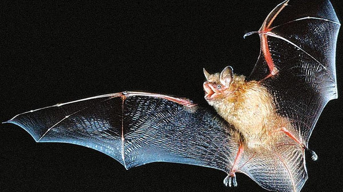 ‘Bats! Things That Go Bump In the Night!’ reveals the secret life of bats in southern Mississippi caves. Science instructor Zachary Roth will discuss these creatures at 6 p.m. Sept. 26 at the Mississippi Gulf Coast Community College Perkinston Campus Community Arts Center.
