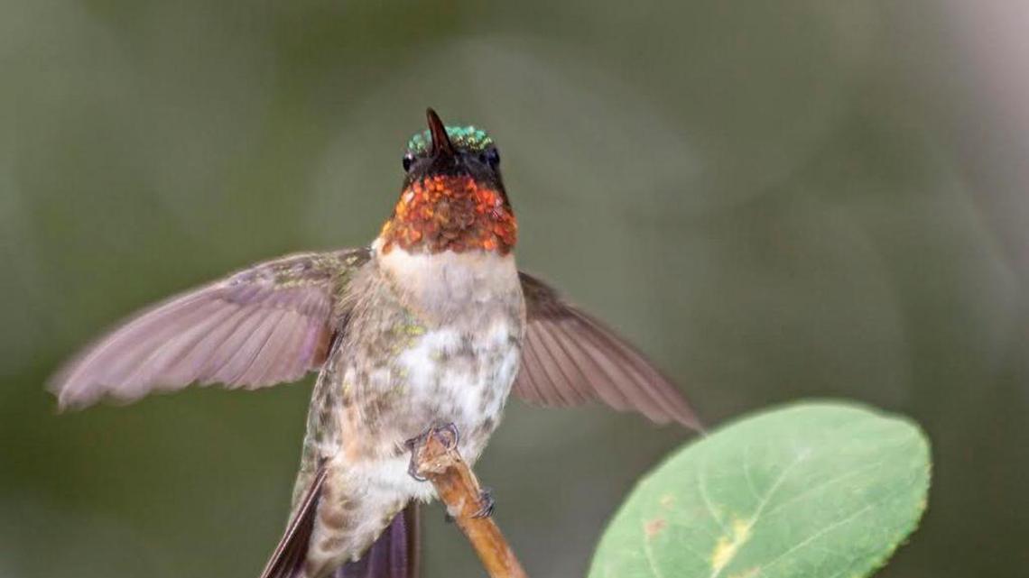 Things to do this week