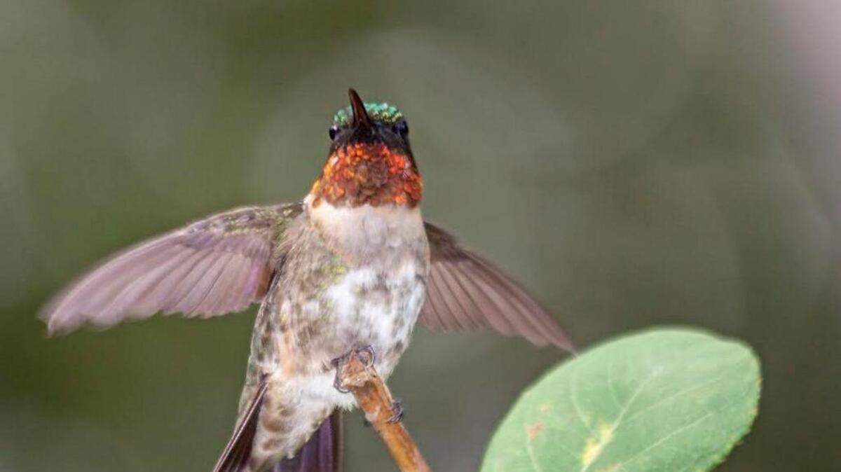 Ruby-throated hummingbird