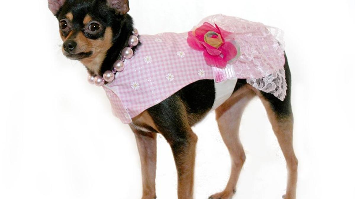 Bring your dog out to Hiller Park on Saturday, Oct. 14 for Mutts for Pink, an all-mutt show raising money for the American Cancer Society’s Making Strides Against Breast Cancer event.