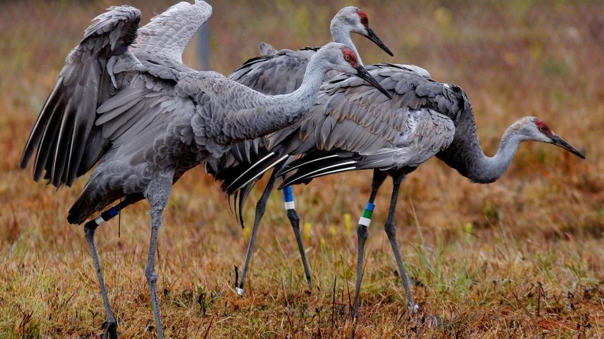 Crane Fest 2017, at the Mississippi Sandhill Crane National Wildlife Refuge in Gautier on Dec. 9, will including meeting live birds of prey and reptiles up close, pontoon boat tours and presentations. Presentations include the hawks, owls, and falcons of the Environmental Studies Center, insects of the Audubon Institute’s BugMobile and special demonstrations of traditional Choctaw dance and music.