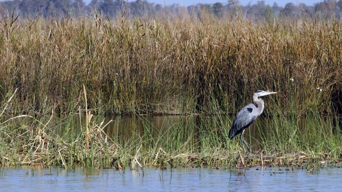 A Blue Heron stands among marsh grass along the Pascagoula River in October 2010.