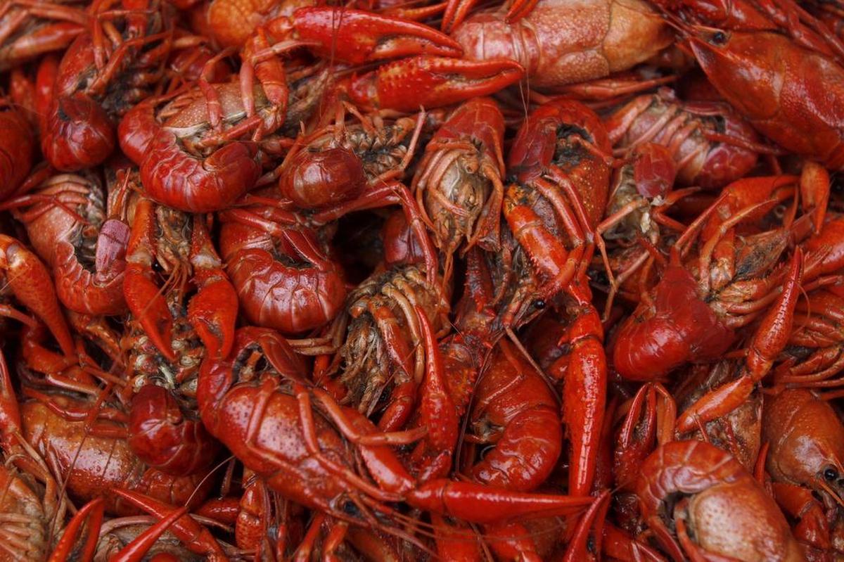 Spicy crawfish are a big draw at the Crawfish Music Festival at the Mississippi Coast Coliseum in Biloxi each April.