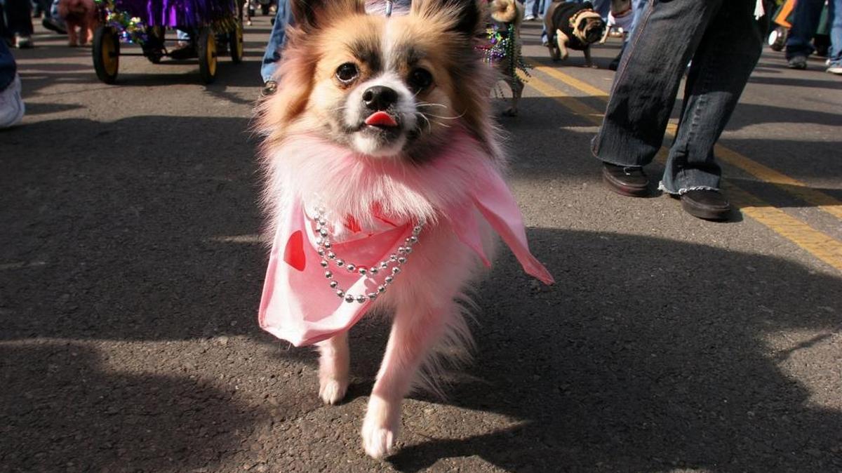 Tink, a Pomeranian, trots along the Barkus pet parade route in St. Louis with her owner, Jess McHenry, in 2007. Mississippi Coast dogs will get the opportunity to have Carnival fun on Feb. 19 during the inaugural Krewe of Barkloxi’s Bow Wow Paw-rade.