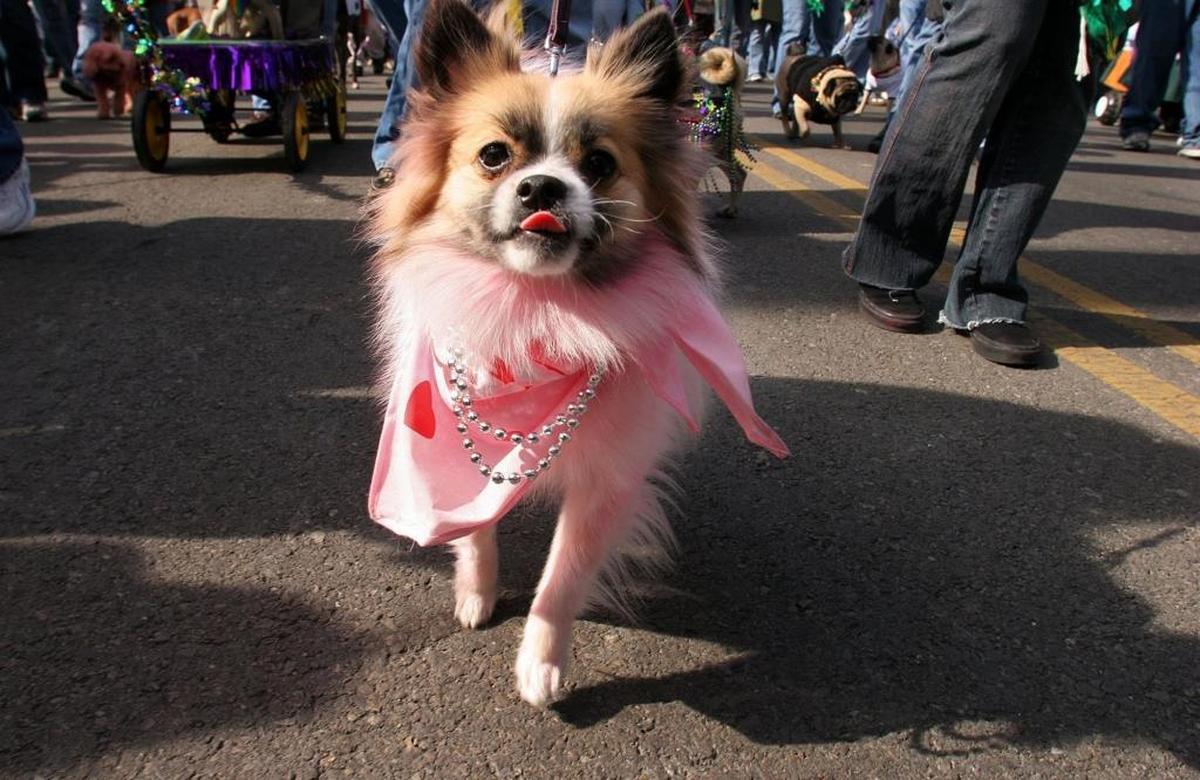Show off your pet’s Mardi Gras style at the Krewe of Barkloxi’s pet parade scheduled for Saturday in Biloxi.