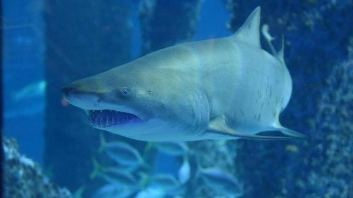 Sharks, such as this great white, will be invading local TV screens ion Monday as “Mississippi River Sharks” debuts on Syfy. The film was shot in Ocean Springs.