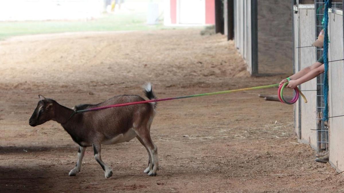 Rio Cuevas, 10, of Kiln, tries to get his Alpine goat, Shephard, back into his pen in the stables at the Hancock County Fair in Kiln in 2014.