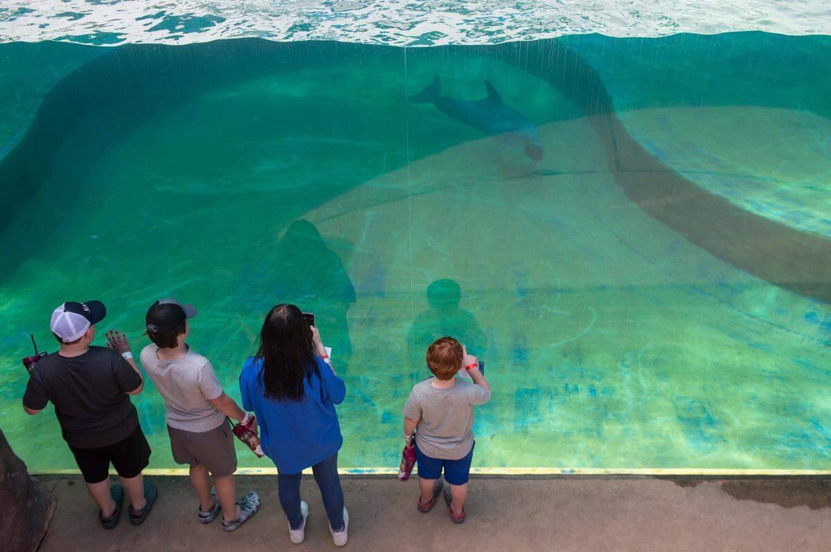 Weston Brown, 6, right, and his siblings watch dolphins swim past at the Mississippi Aquarium in Gulfport on March 20, 2024. 
