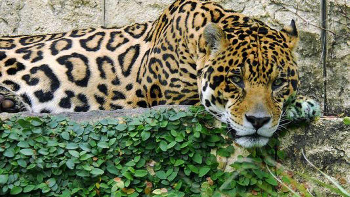 COURTESY HATTIESBURG ZOO 
 Sampson the jaguar died at the Hattiesburg Zoo on Wednesday, Jan. 13, 2016.