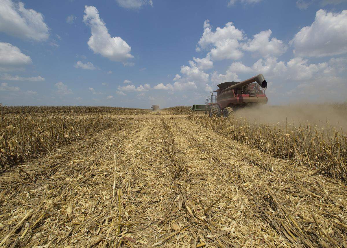 Annual crops such as this corn being harvested store carbon in their roots. Good record keeping and management may make this carbon content available for sale as carbon offsets.