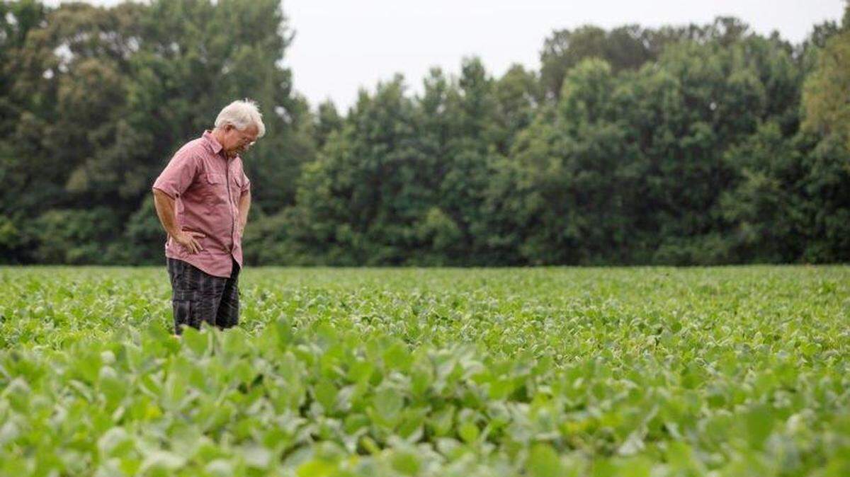 Jerry Slocum, farmer and president of North Mississippi Grain Company, takes a look at his soy bean crops in one of his fields in Coldwater, Miss. June 20, 2018. During the recent trade dispute between the United States and its closest trading partners, China imposed 25 percent tariffs on soybeans, corn and beef.