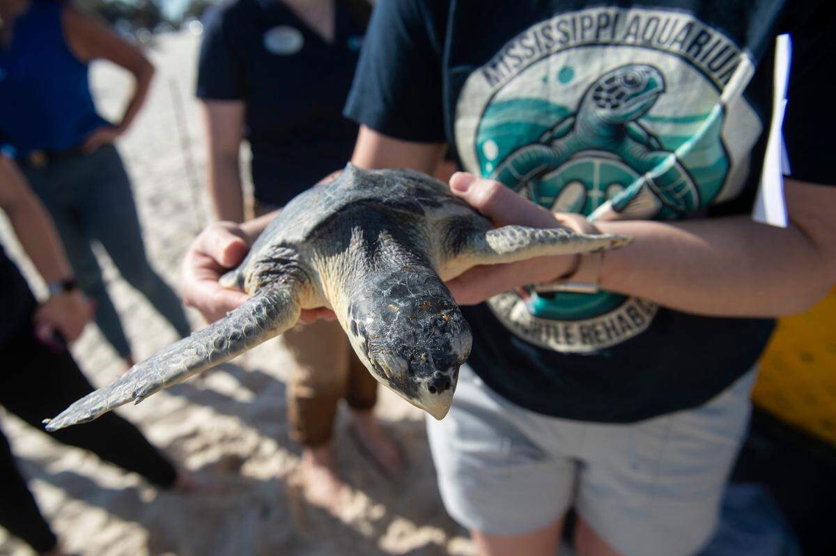 Mississippi Aquarium staff and volunteers release Kemp’s ridley sea turtles back into the Gulf of Mexico from Biloxi Beach on Wednesday, March 12, 2025. The sea turtles, which were rehabilitated by the Mississippi Aquarium for cold-stunning, were named after Taylor Swift songs and given tags resembling friendship bracelets.