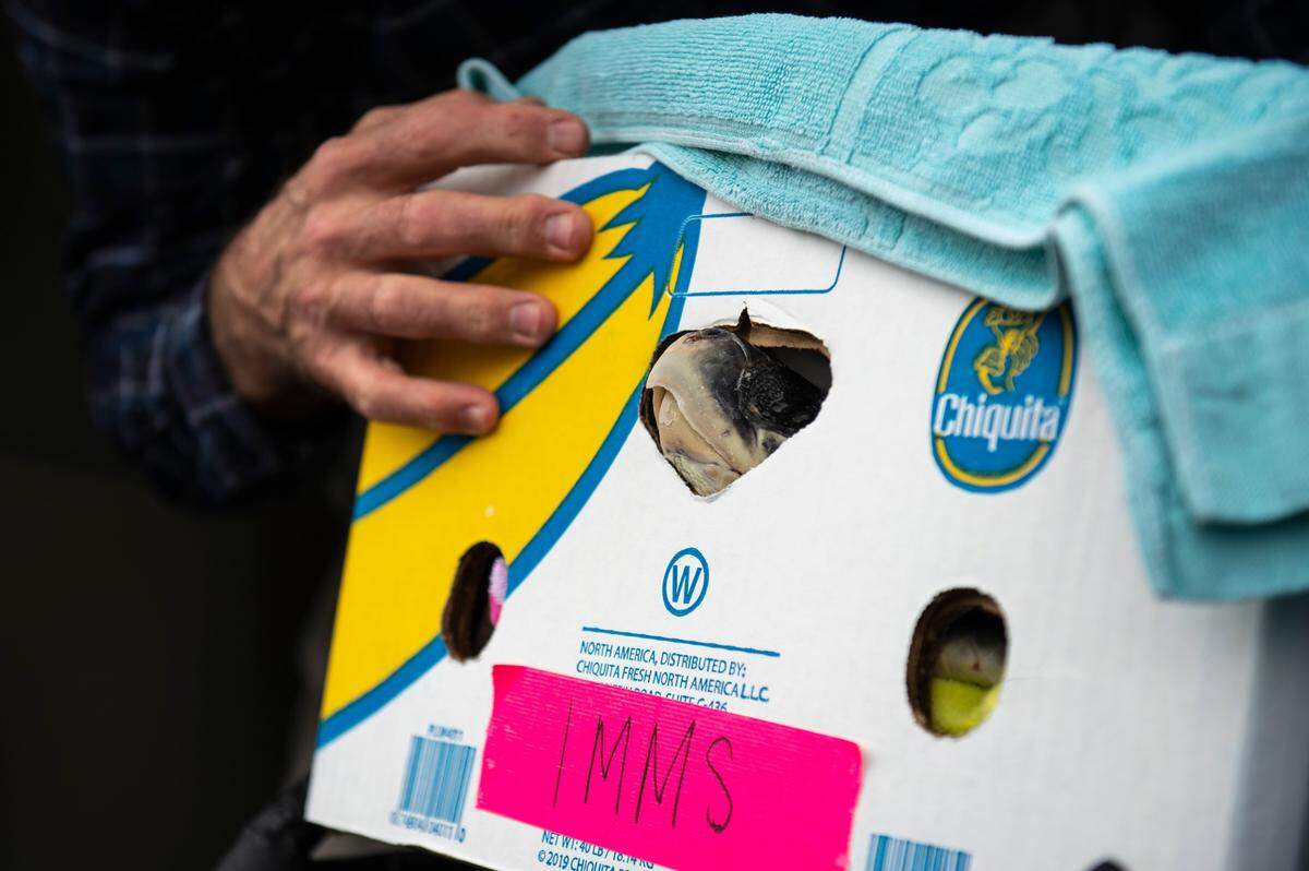 A Kemp’s Ridley sea turtle pokes its head out of a box as it is taken off the airplane at the Gulfport Airport in Gulfport on Monday, Dec. 20, 2021. The turtles, who were found cold-stunned in New England, will be rehabilitated in Gulfport by the Mississippi Aquarium and the Institute for Marine Mammal Studies.