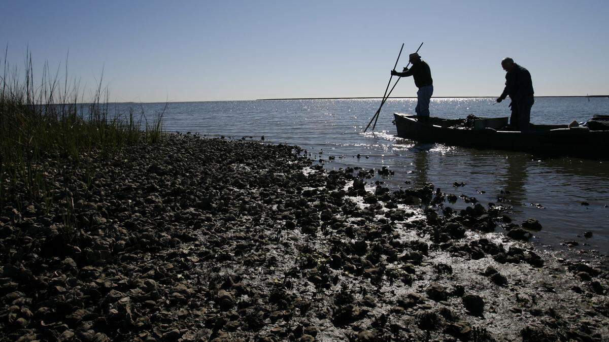 JAMES EDWARD BATES/SUN HERALD/2007 
 Moss Point resident Cecil Stork, 87, and son-in-law John Ross search for oysters in the shallow waters of Middle Bay near Bayou Heron in east Jackson County in 2007.