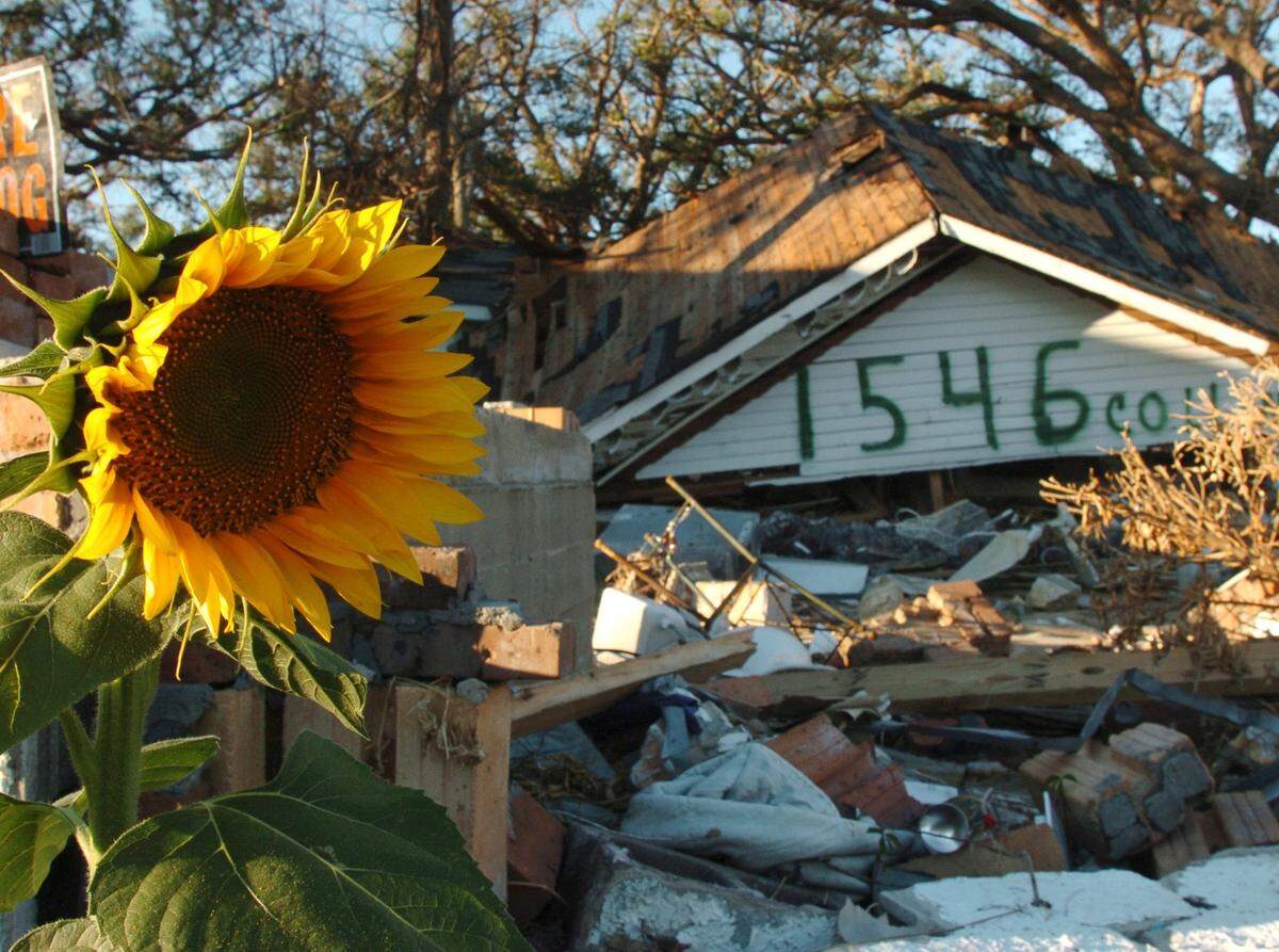 A sunflower poking up amid the devastation on Collins Street in Biloxi gives a bit to smile about after Hurricane Katrina in 2005.