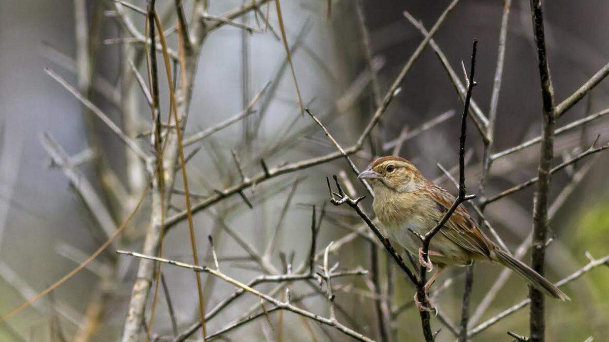 SHARON MILLIGAN/SPECIAL TO THE SUN HERALDBachman's Sparrow