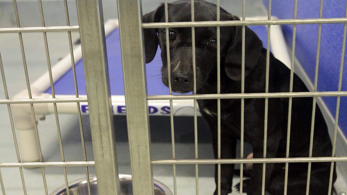AMANDA McCOY/SUN HERALD/FILE 
 A young dog settles in after being moved into the new Hancock County Animal Shelter on Texas Flat Road in Bay St. Louis in 2012. On Friday, shelter officials are hosting a half-price adoption fee.