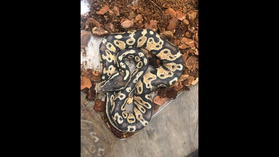 Two “incredibly lucky” ball pythons dumped in a North Carolina forest are getting a second chance after being rescued by a mushroom hunter on May 26, a rescue group said.