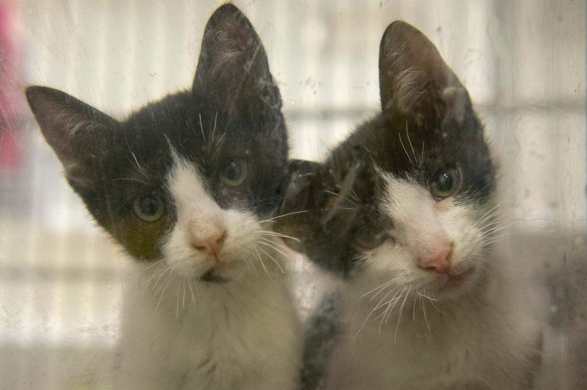 Two kittens peer through the glass on their kennel at the Humane Society of South Mississippi in Gulfport on Thursday, July 7, 2022.