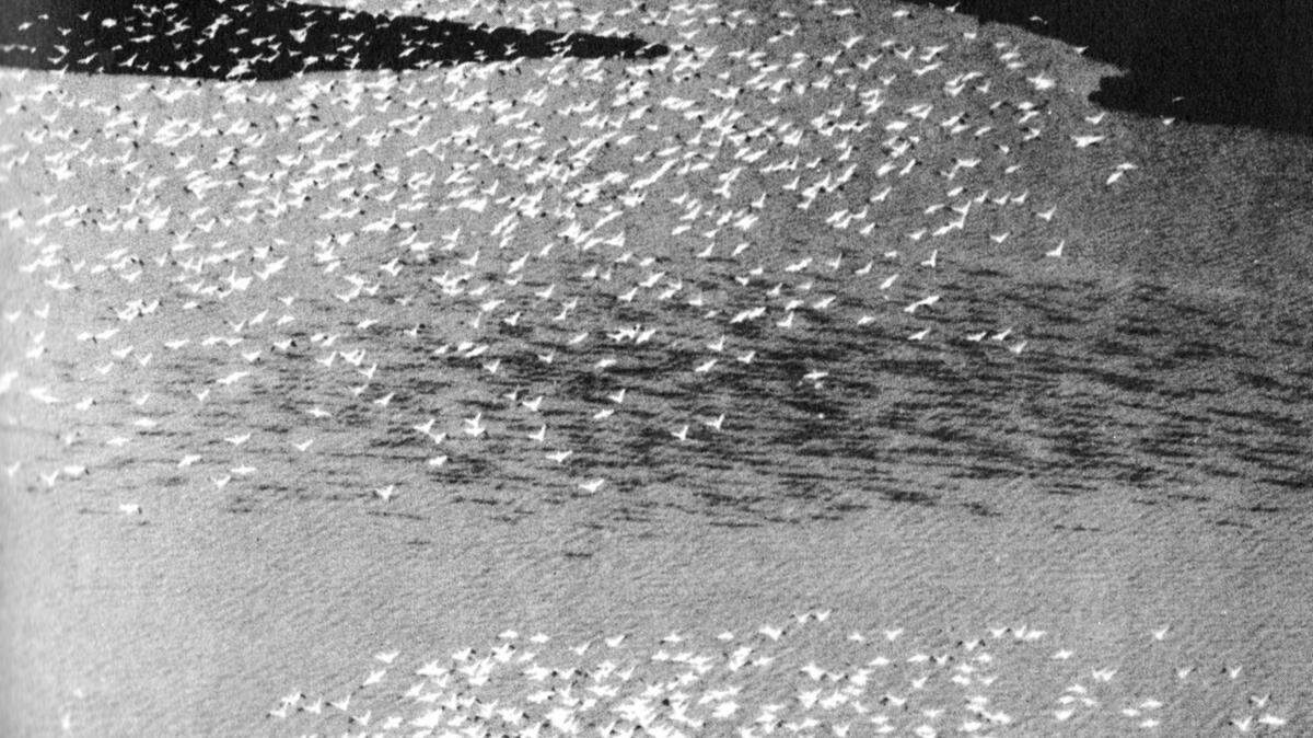 'THE GOLDEN COAST'/JAMES RICAUIn 1959, Kane wrote about the proliferation of Mississippi shore birds in 'The Golden Coast' and this James Ricau photo illustrates it.