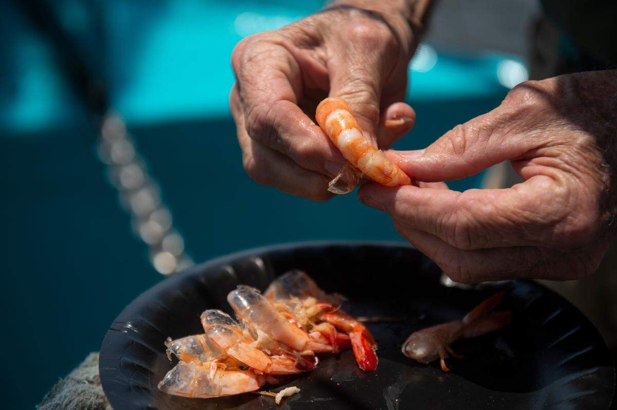 Shrimp are eaten during the Blessing of the Fleet in Biloxi on Sunday, May 28, 2023. The blessing of the fleet signifies the start of shrimping season.