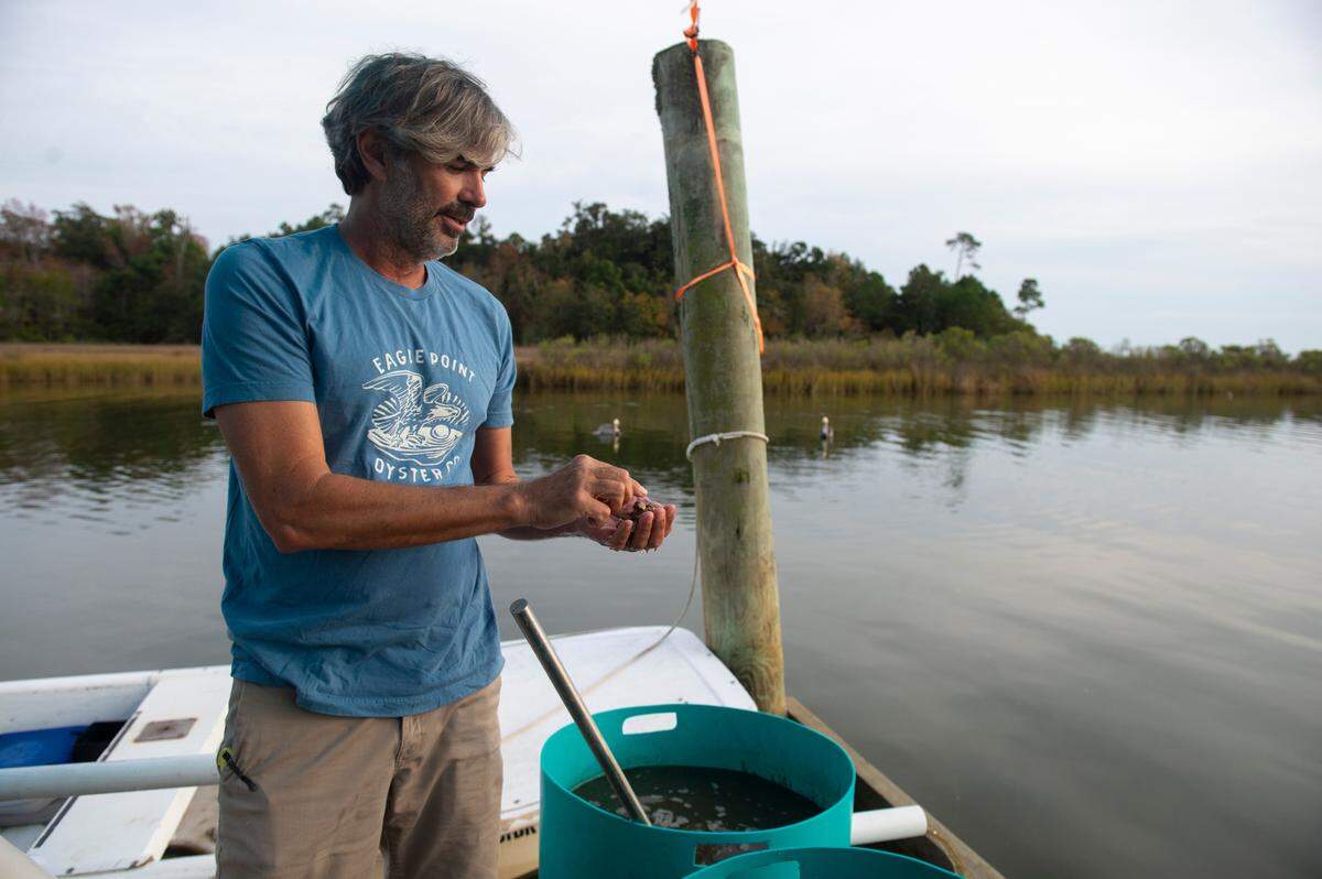 Matthew Mayfield, a co-owner and co-founder of Eagle Point Oyster Co., checks on tanks filled with young oysters on a dock at Ocean Springs Harbor on Friday, Dec. 1, 2023.
