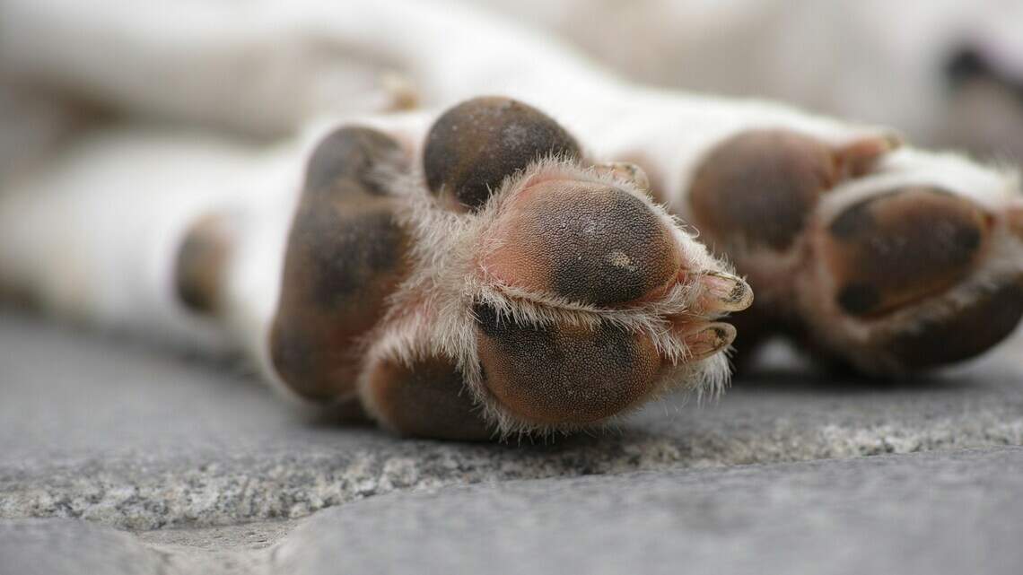 Is it legal to bury your cat or dog in the backyard of your MS home? What state law says
