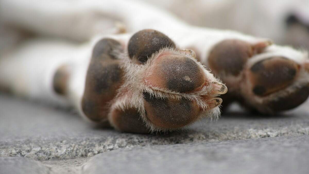 Is it legal to bury your cat or dog in the backyard of your MS home? What state ...