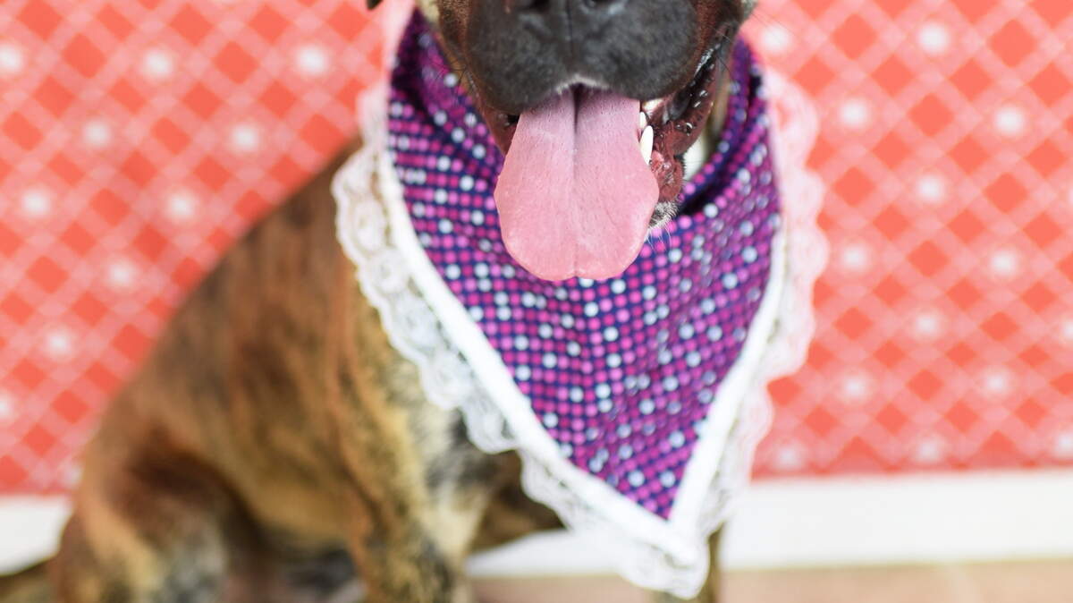 Bama (30606246), a 4-year-old female, spayed treeing Tennessee brindle mix, is the featured pet of the week for the Humane Society of South Mississippi, 2615 U.S. 49, Gulfport. For details about adopting a pet, call 863-3354 or check out hssm.org. All animals adopted through HSSM are spayed/neutered, given shots and are microchipped. Other pets are also available at the Hancock County Animal Shelter, 7175 Texas Flat Road, Kiln, 466-4516, or the Jackson County Animal Shelter, 4400 Audubon Drive, Gautier, 497-6350. Contact each shelter for adoption fees.