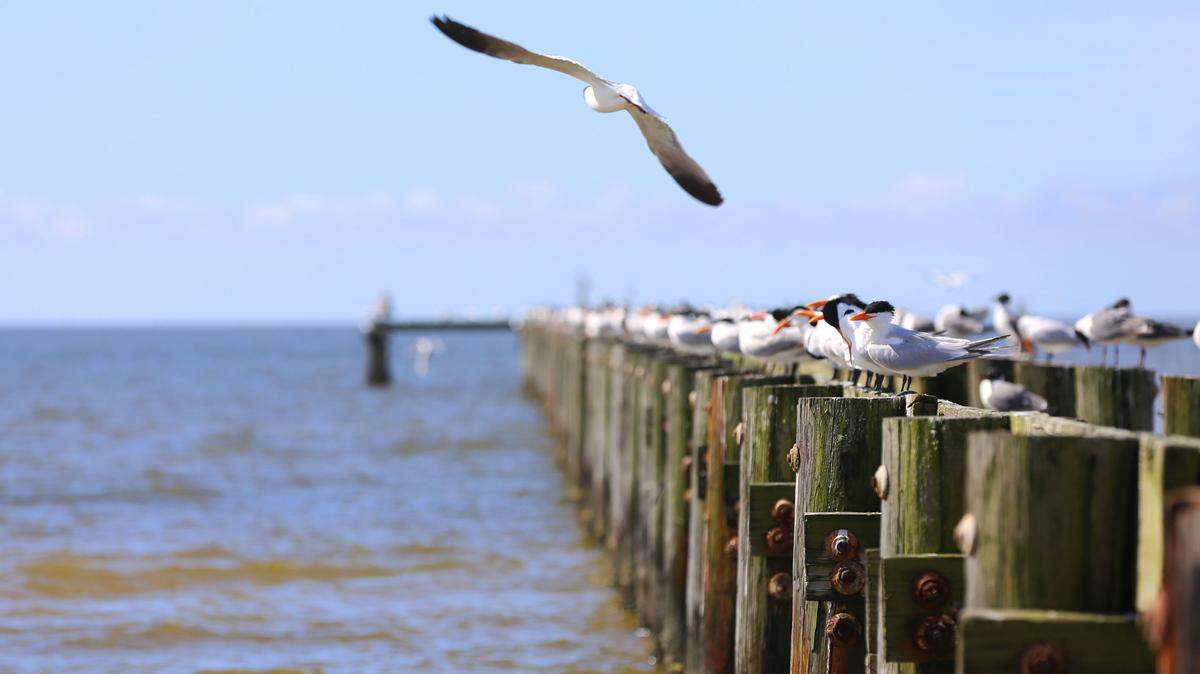 Birds perch on a pier along the Biloxi beach on Tuesday. The weather in South Mississippi won’t be as perfect after today, as there is a 100 percent chance of rain on Thursday.