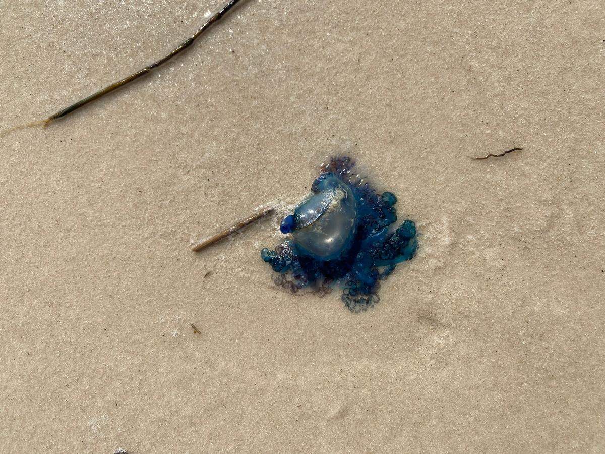 A Portuguese man o’ war sits on the Pass Christian beach on Wednesday, Nov. 6, 2024. Officials have also reported sightings in Bay St. Louis and Waveland.