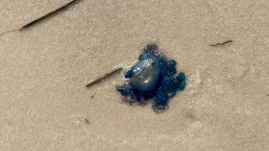 Rise in stunning, jellyfish-like creatures washing up on MS Coast beaches. Are they dangerous?
