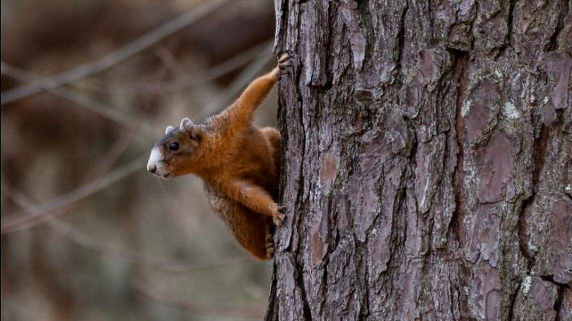 Squirrels have a fall and spring season.