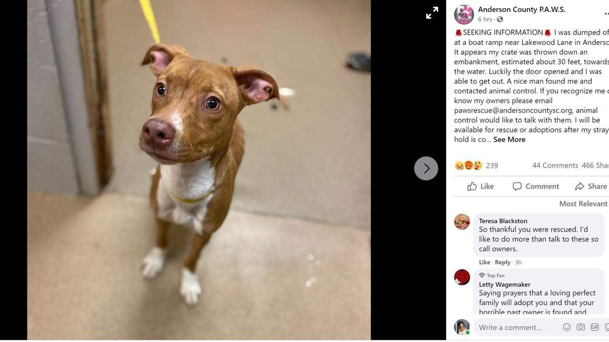 Animal control officials are searching for answer after a dog in her crate was thrown down a 30-foot embankment in Anderson, South Carolina. The pup was unharmed and later found by a good Samaritan.
