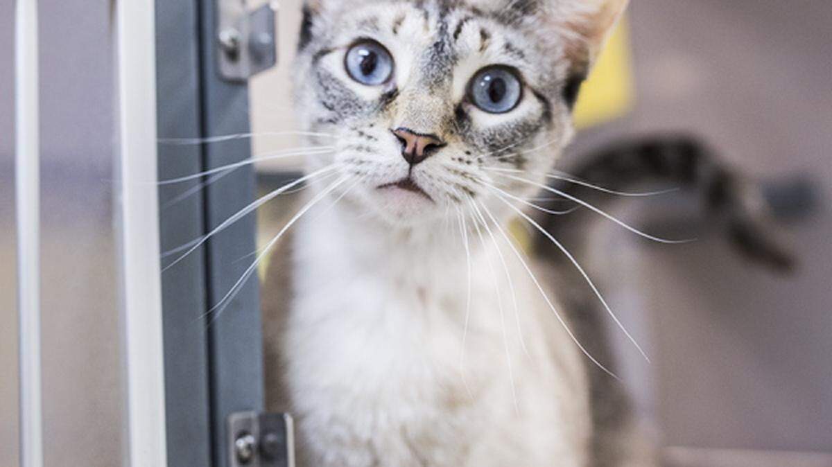 Mee Mee, a 3-year, 9-month-old female spayed domestic shorthair mix, is the featured pet of the week for the Humane Society of South Mississippi, 2615 U.S. 49, Gulfport. For details about adopting a pet, call 863-3354 or check out hssm.org. All animals adopted through HSSM are spayed/neutered, given shots and are microchipped. Other pets are also available at the Hancock County Animal Shelter, 7175 Texas Flat Road, Kiln, 466-4516, or the Jackson County Animal Shelter, 4400 Audubon Drive, Gautier, 497-6350. Contact each shelter for adoption fees.