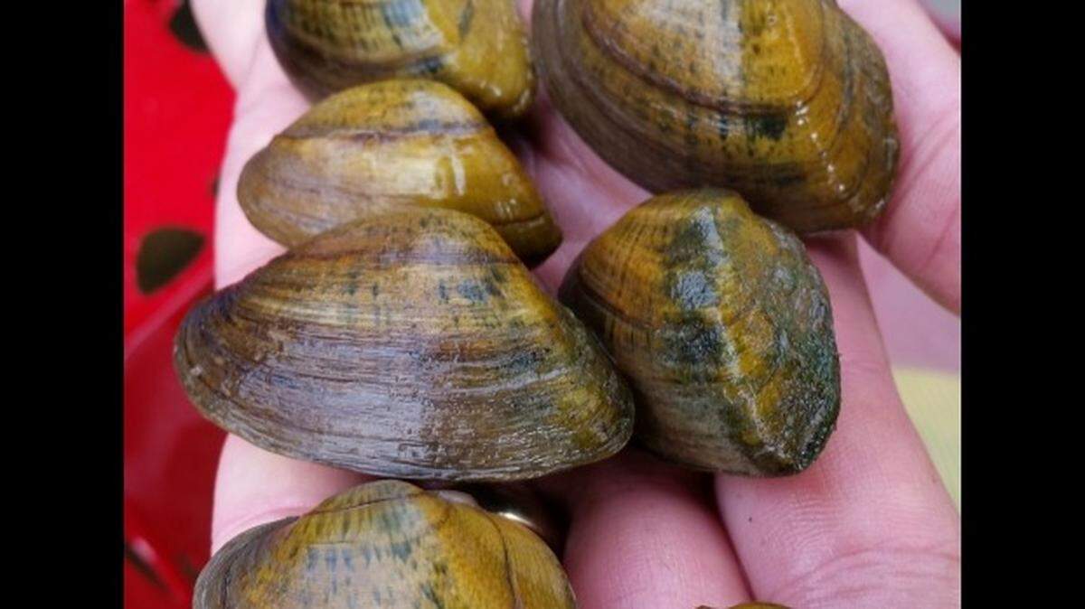 Seventeen states, including Mississippi, include designated critical habitat for four species of endangered freshwater mussels, officials said.
