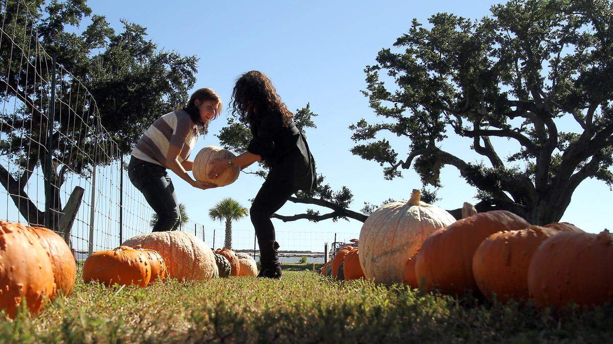 AMANDA McCOY/SUN HERALD/2010Terri Flowers, left, of Mandeville and Jenna Kay Blaine of Biloxi help each other lift a large pumpkin at the Church of the Redeemer's Pumpkin Patch in 2010. Various South Mississippi pumpkin patches will be offered throughout the end of this week.