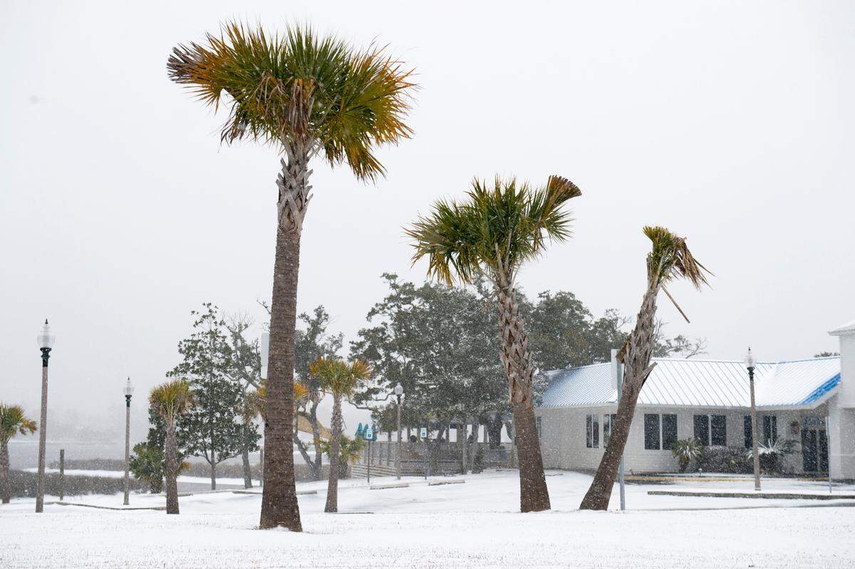 Snow falls among palm trees in Ocean Springs on Tuesday, Jan. 21, 2025.