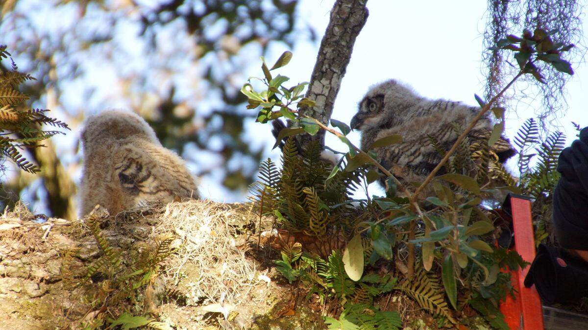 PICTURE COURTESY OF WILDLIFE CARE AND RESCUE CENTERA baby owl was returned to its nest Saturday in Ocean Springs.