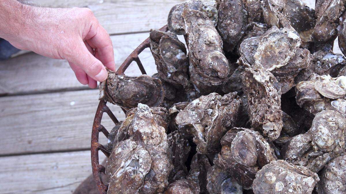 Fresh Mississippi oysters will not be part of Coast tables this Thanksgiving.