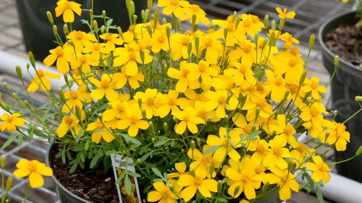 GARY BACHMAN/MISSISSIPPI STATE UNIVERSITY EXTENSION SERVICEThe Mexican mint marigold, also called Mexican tarragon, is part of the widely diverse family of marigolds.