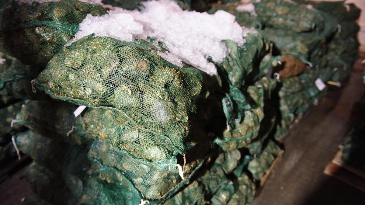 Pallets of oysters in a cooler at an oyster plant in the Florida Panhandle. Dealers have two hours to bring the oysters’ internal temperature to 55 degrees.