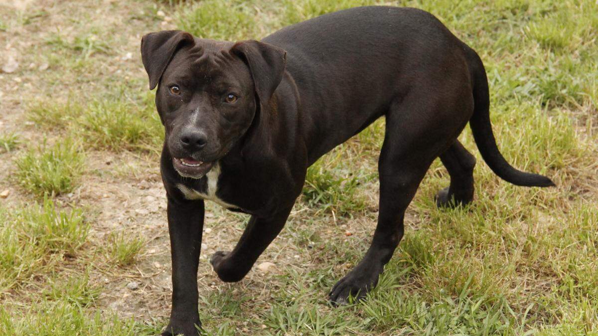 Doris, a happy 9-month-old lab/pit bull mix, gets along well with other dogs and is very friendly. She is a rescue through the Stone County SPCA. The Stone County SPCA is at 1989 Hwy. 26 West, Wiggins. The phone number is 601-928-1930, and hours of operation are 9 a.m. to 3 p.m. Monday through Saturday. Visit their website, stonecountyspca.org, to see all the animals available for adoption. General guideline for adoption rates: cats are $35, kittens $60, puppies and small dogs are $80, large dogs are $60.